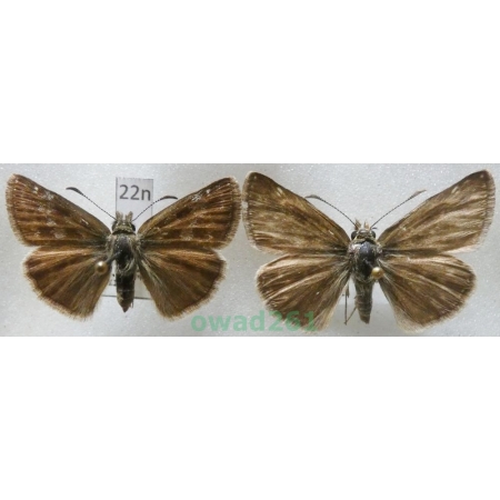 Erynnis tages (Linnaeus, 1758) pair Czech22n